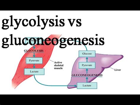 Comparison between glycolysis and gluconeogenesis - YouTube