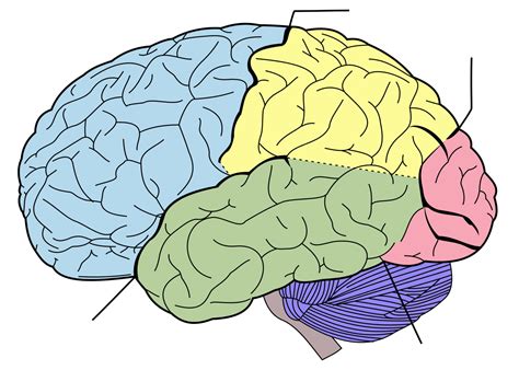 File:Brain diagram without text.svg - Wikimedia Commons