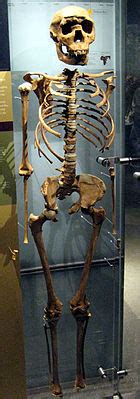 Homo erectus – Wikipedia
