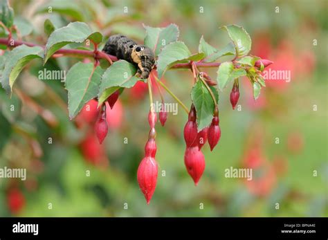 Elephant hawk moth caterpillar eating fuchsias Stock Photo - Alamy