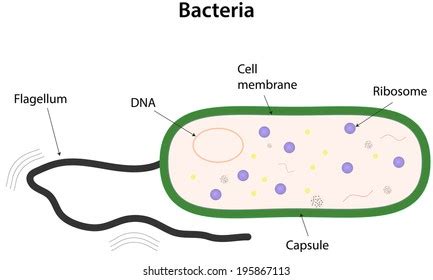 17+ Simple Diagram Of Bacteria - KevinKemueli