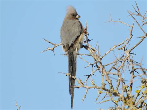 White-backed Mousebird - eBird