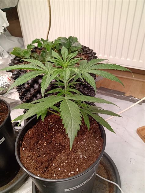 OG kush 27 grow diary (journal) week3 by Europeanliving - GrowDiaries