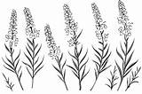 Premium Photo  Coloring Page For Botanical Lavender Flower Drawing sketch template