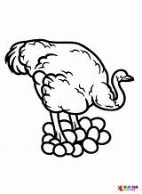 Ostrich Eggs Coloring Page sketch template
