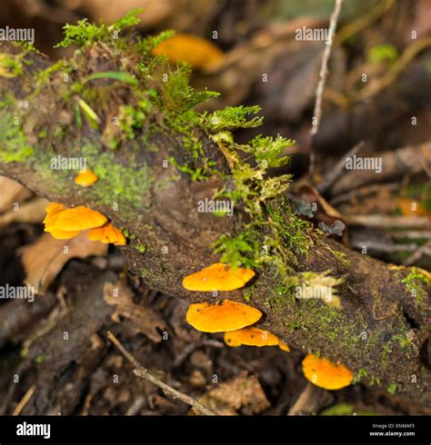 Fungi growing on a fallen tree trunk Stock Photo - Alamy