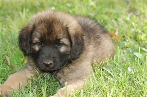 Leonberger Dog Info, Puppies, Temperament, Care, Training, Pictures