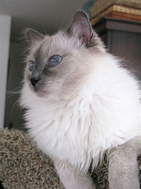 Pin by Ann Hughes on Ragdoll, Birman and other longhair Cats | Pinterest | Blue eyes, Cat and ...