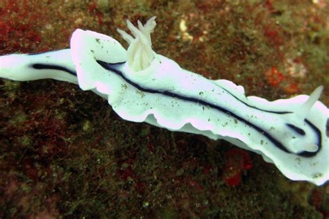 The Lochi Nudibranch - Whats That Fish!