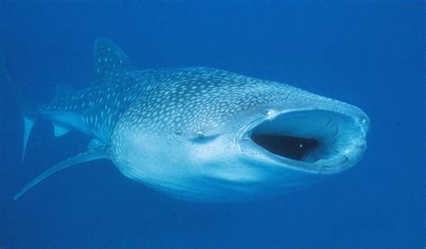 Whale sharks need our help - Australian Geographic