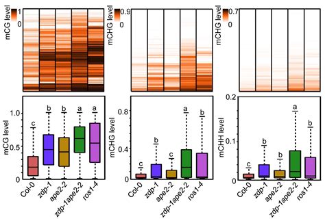 APE2 Acts in DNA Demethylation | Plantae