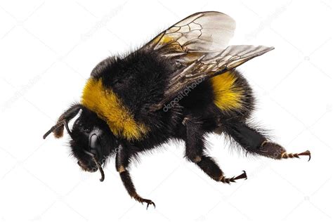 Bumblebee species Bombus terrestris Stock Photo by ©paulrommer 24846021