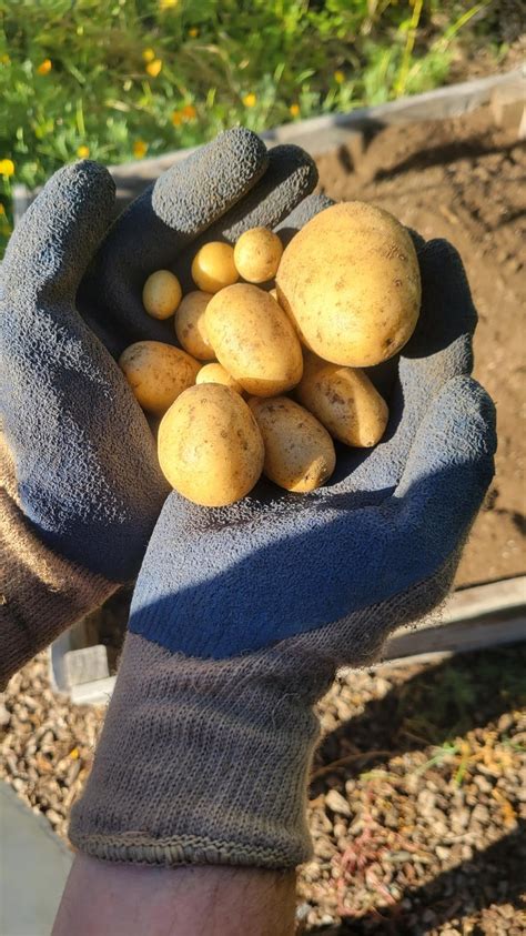 My mighty potato harvest : r/gardening