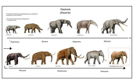 Miscellaneous Images | Prehistoric Florida | Prehistoric animals ...