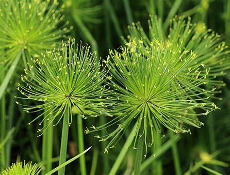 Papyrus Plant Guide: How to Grow & Care for “Cyperus Papyrus”