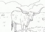 Texas Longhorn Coloring Page  Home sketch template