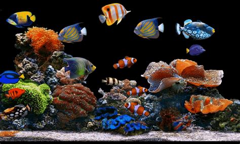 Aquarium Fish Wallpaper Gif Dadi Aquarium Fish | My XXX Hot Girl