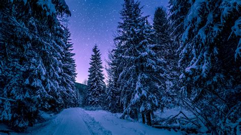 4K Snowy Forest Wallpapers - 4k, HD 4K Snowy Forest Backgrounds on WallpaperBat