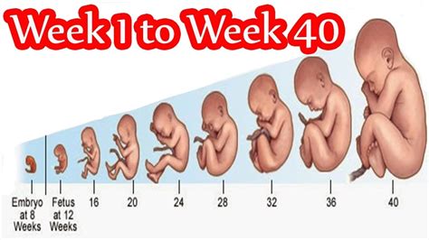 Pregnancy Timeline Week By Week