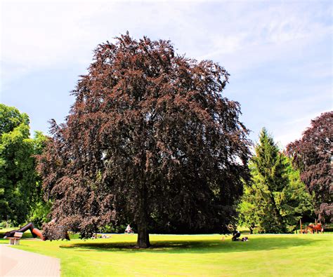 What is the Best Tree to Plant? | Tomlinson Bomberger