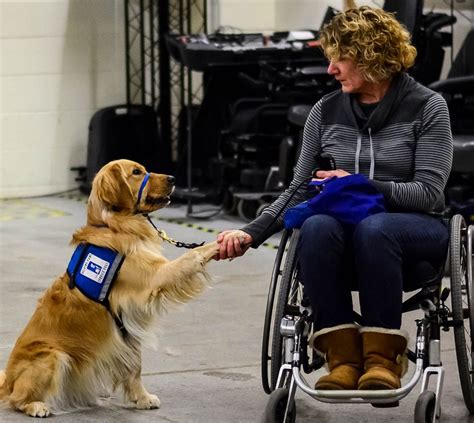 Service Dogs in Training | Helping Paws