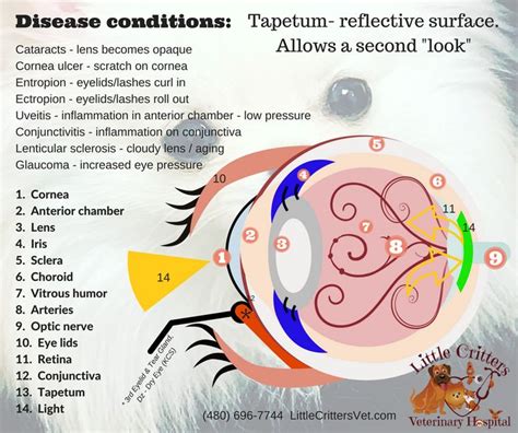 Dog eye anatomy at Little Critters vet | Vet medicine, Animal infographic, Dog eyes