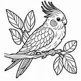 Cockatiel On A Branch coloring Page Lulu Pages sketch template