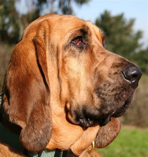 Bloodhound - Spirit Animal Totems