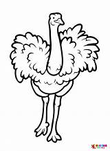Ostrich Coloring Clipart Pages Clip African Printable Lightning  sketch template
