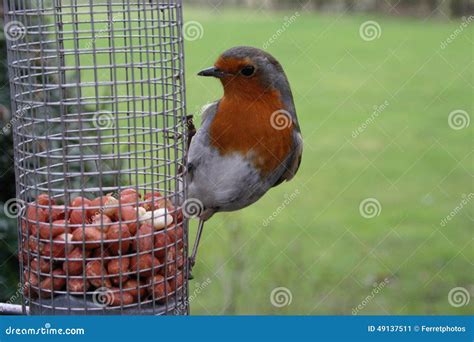 Robin stock image. Image of robin, feeder, feeding, breast - 49137511