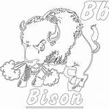 Buffalo Coloring Bison Pages Drawing Head American Cute Kids Template  sketch template