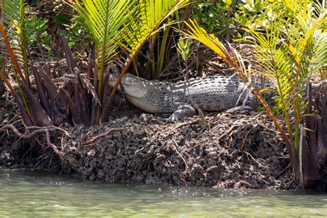 Saltwater Crocodile from Sungai Santubong, Kuching, Sarawak, MY on August 28, 2023 at 11:55 AM ...