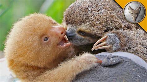 6+ Different Types of Sloths in the Rainforest with Pictures and Facts | Cute sloth, Baby sloth ...