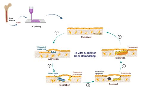 Bone Remodeling Osteoporosis