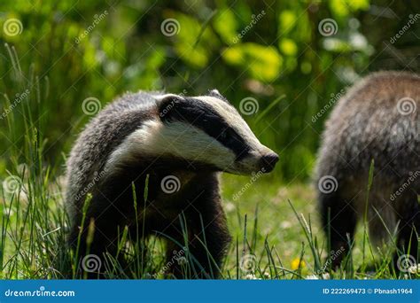 British Badger in a Field Devon England Uk Stock Image - Image of sleepy, brock: 222269473