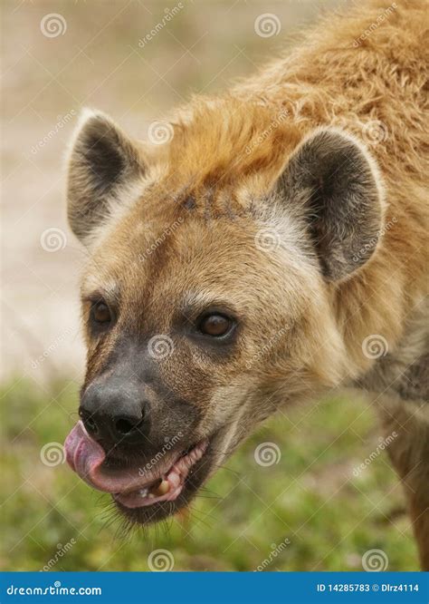 Hyena Eating stock image. Image of natural, african, kenya - 14285783