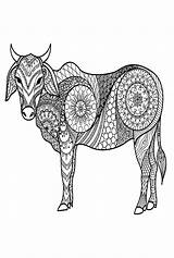 30  Bull Coloring Pages Free Printable PDF JPG PNG & Online sketch template
