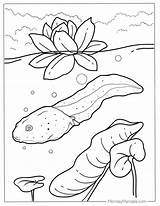 Coloring Pollywog Pages Template Sketch Page sketch template