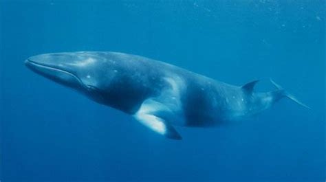 Fin whale - Characteristics, Habitat & Breeding - Endangered Species