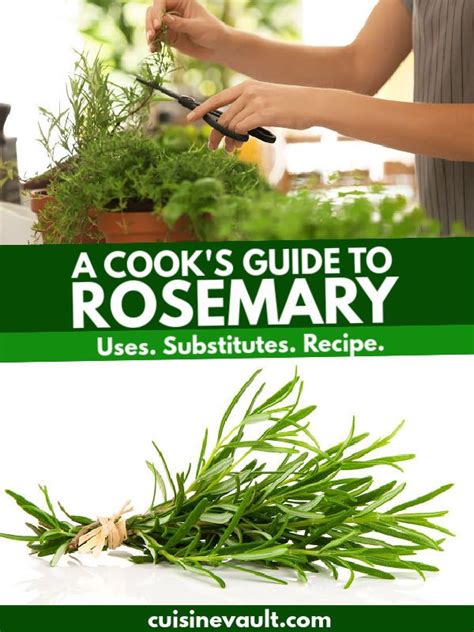 A Cook's Guide To Rosemary | Rosemary herb, Rosemary, Herbs