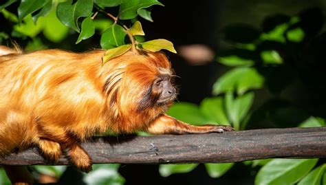 Golden Lion Tamarin Facts, Diet, Habitat, Pictures and All Information