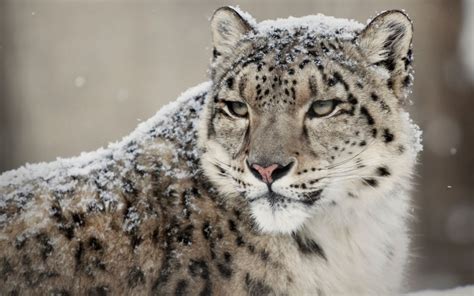 SNOW LEOPARD photos - wallpapers (ανανεωμένο) | the fun bank