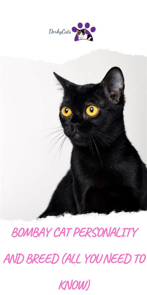 Would you like to know more about the Bombay cat personality? The Bombay cat is derived from the ...