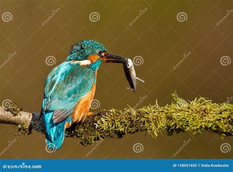 Close-up of an Eurasian Kingfisher with a Fish in the Beak Stock Photo - Image of common, atthis ...