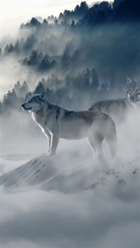 2160x3840 Snow Wolf Sony Xperia X,XZ,Z5 Premium HD 4k Wallpapers ...