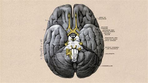 Desktop Background Brain Anatomy Wallpaper Full hd p brain wallpapers ...