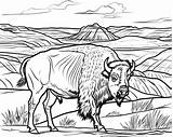 Bison Coloring Pages sketch template