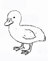 Duckling Coloring Pages Free Printable PDF sketch template