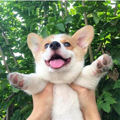 Cutest Corgis on Twitter | Cute corgi, Corgi puppy, Puppies