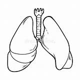 Lungs Clipart For Kids Black And White sketch template
